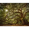 Tree-Paint by Numbers Acrylic Painting 50*40CM