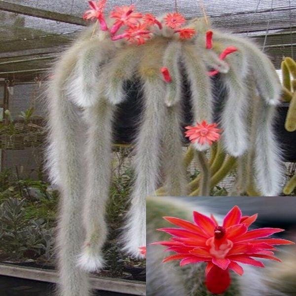 50Pcs Hildewintera Colademononis * Stunning Monkey Tail Cactus