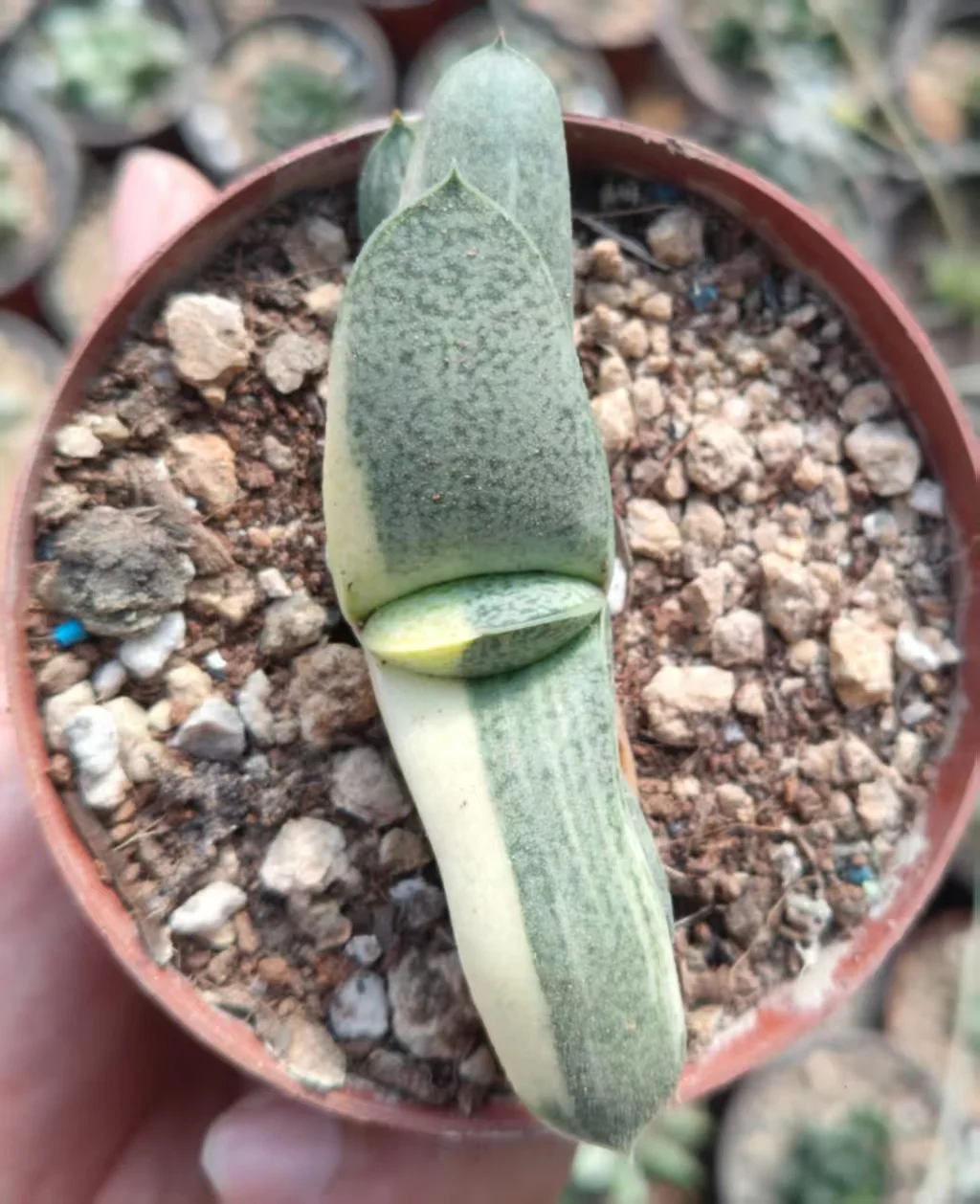onestock.Gasteriea armstrongii f.variegata 7cm/ Haworthia/ Succulent plants / Garden landscape / Carefully select healthy plants