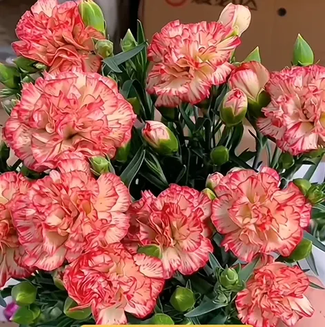 Double-Flowered Mixed Carnation Seeds