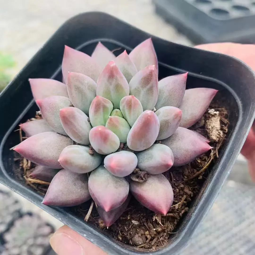 plant Aeonium Echeveria Haworthia  Caudex  Lithops Cactus  Agave 