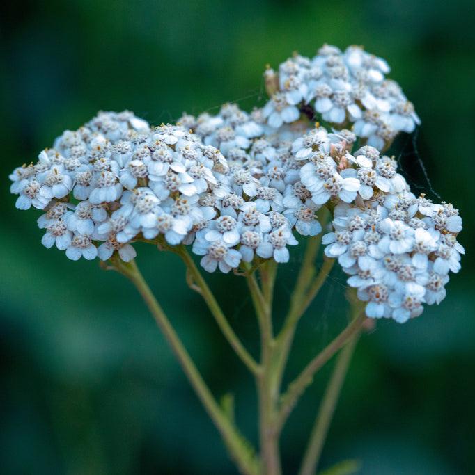 Yarrow White Flower | X 500 Seeds