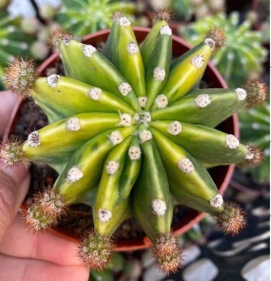569. World brocade. has roots 7-9cm/Cactus plants / Succulent plants / Garden landscape / Carefully select healthy plants