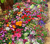 💝Last day clearance💝Mixed Perennial Flowers Seeds-Over 60 kinds mixed