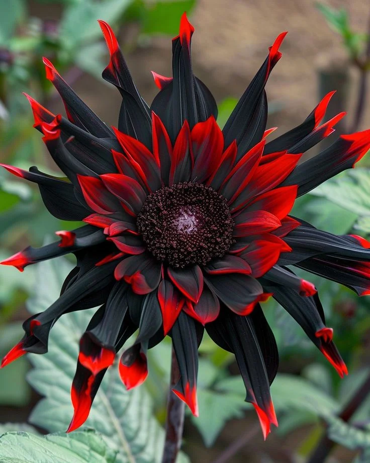 Red Flame Sunflower
