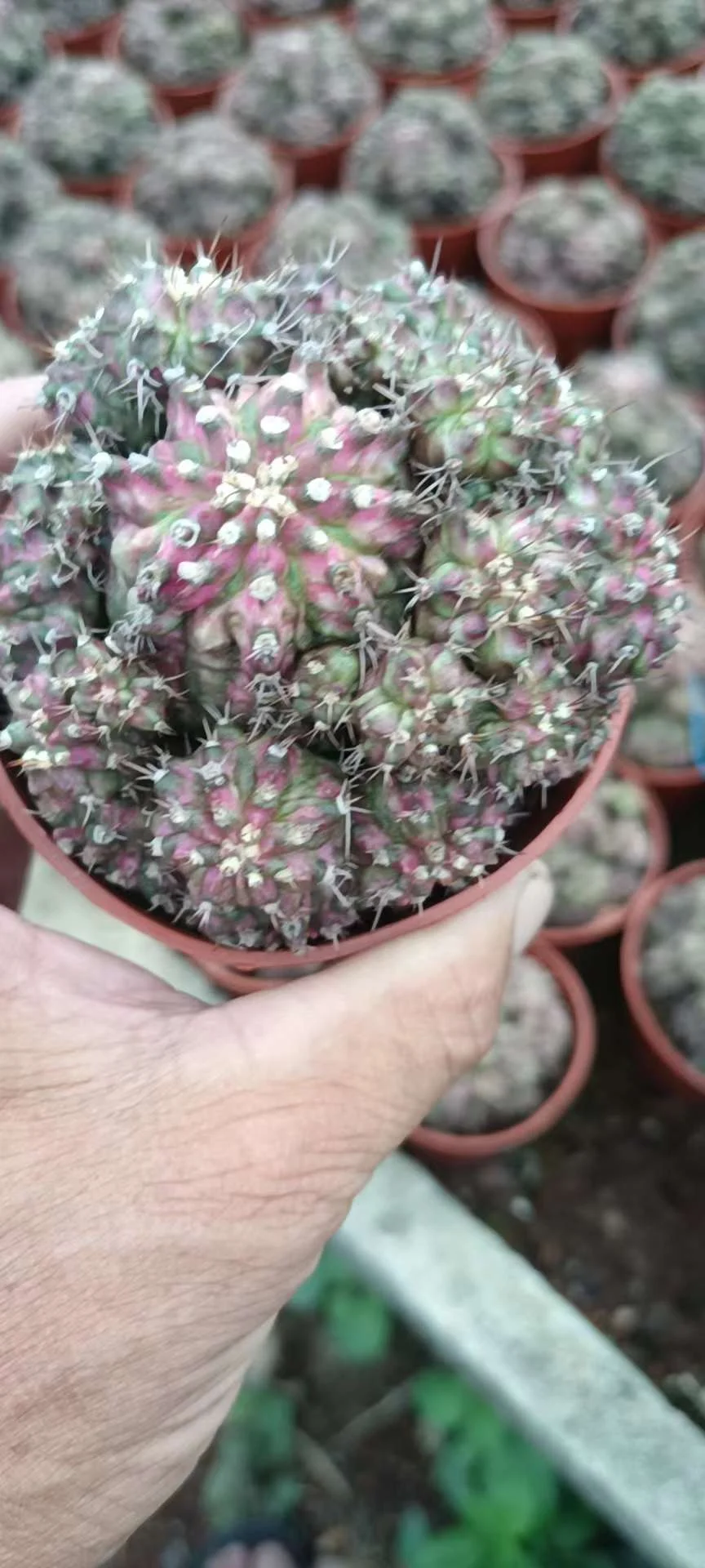 plant Aeonium Echeveria Haworthia  Caudex  Lithops Cactus  Agave 