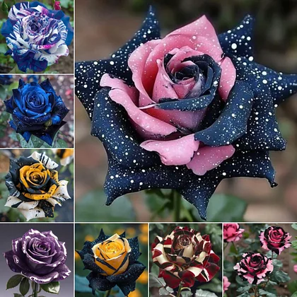 Rose