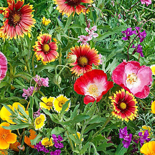 Southwest Wildflower Seed Mix