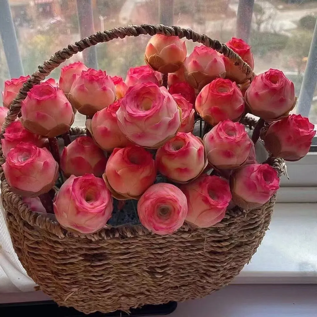 Pink Mountain Rose -Succulent