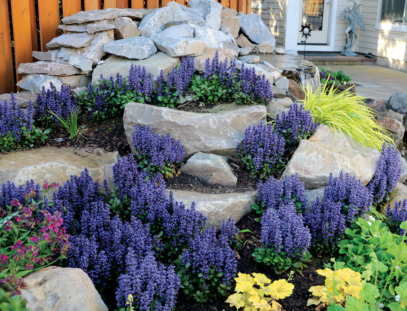 Ajuga Blueberry Muffin | Greenwood Nursery
