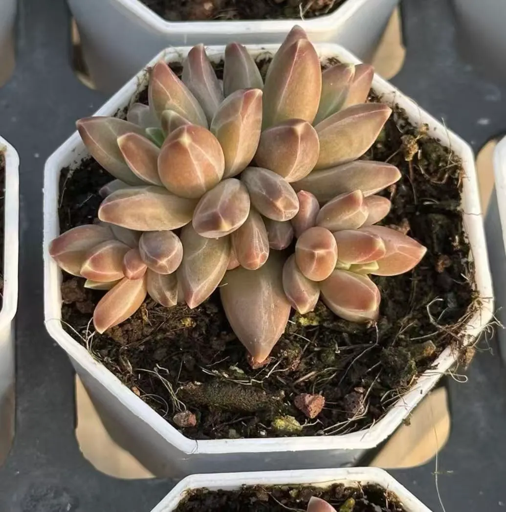 plant Aeonium Echeveria Haworthia  Caudex  Lithops Cactus  Agave 