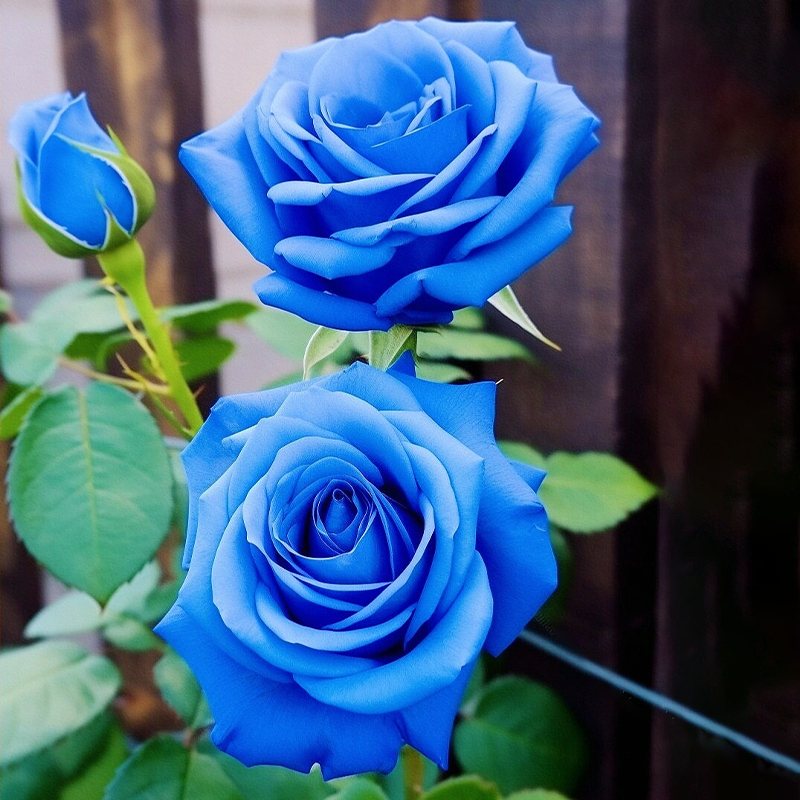 Rare Klein Blue Fairy Rose Seeds