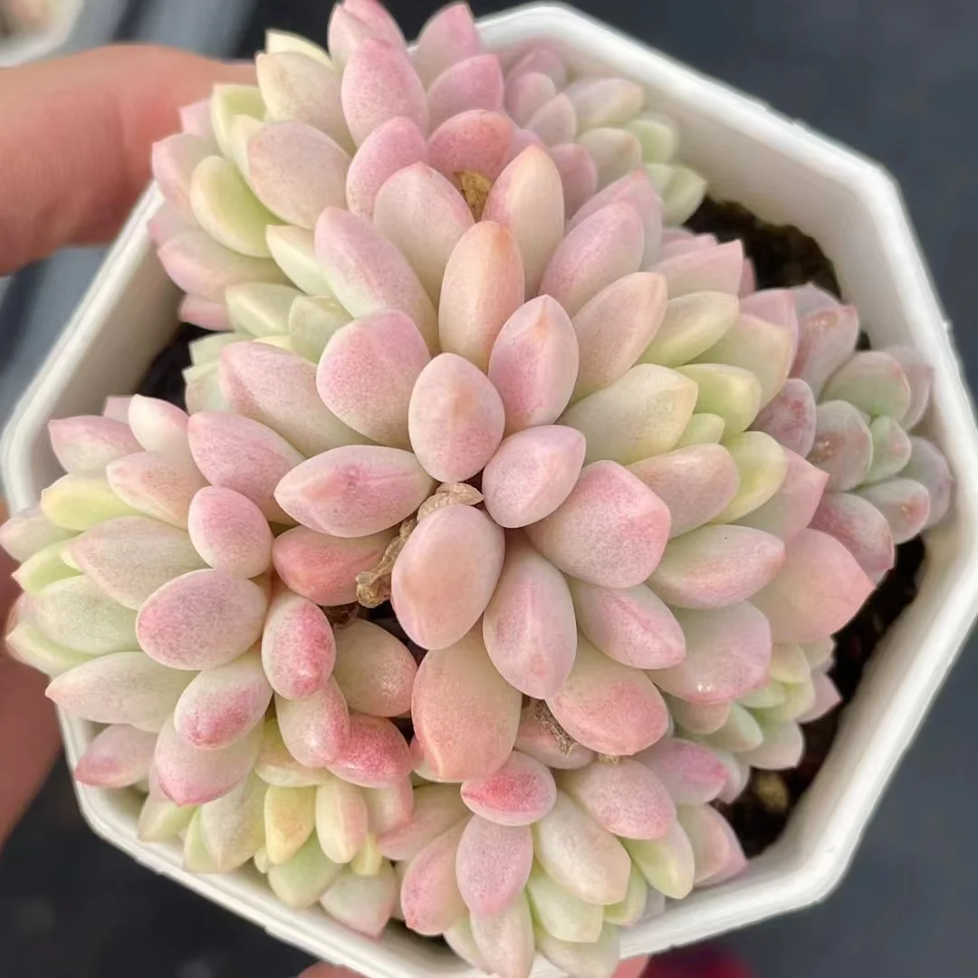 plant Aeonium Echeveria Haworthia  Caudex  Lithops Cactus  Agave 