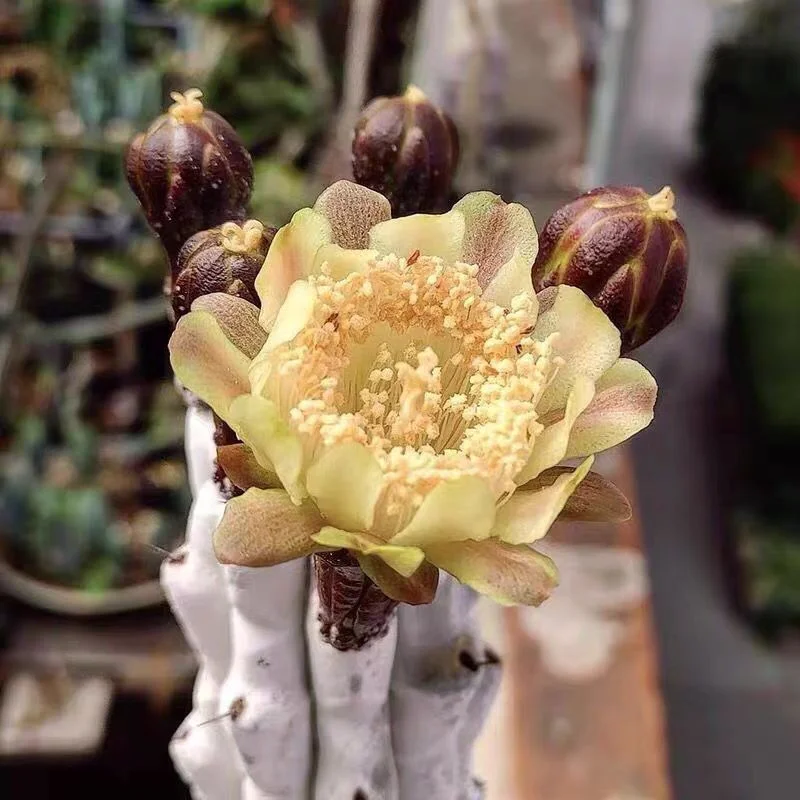 645. Stenocereus beneckei  has roots  15-20cm /Cactus plants / Succulent plants/Garden landscape / Carefully select healthy plants