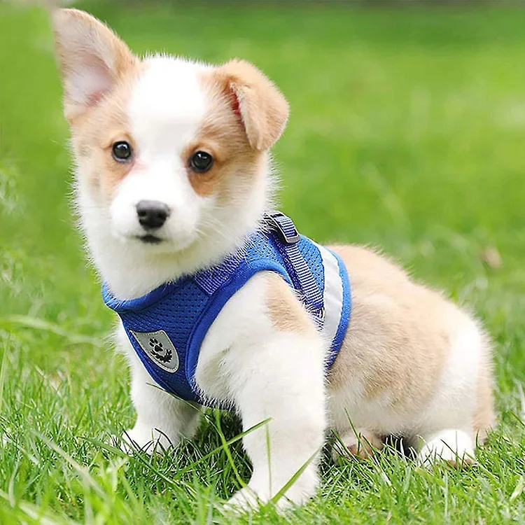 Dog Harness And Leash Set For Dogs, Soft Mesh Padded Harness