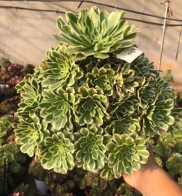 plant Aeonium Echeveria Haworthia  Caudex  Lithops Cactus  Agave 