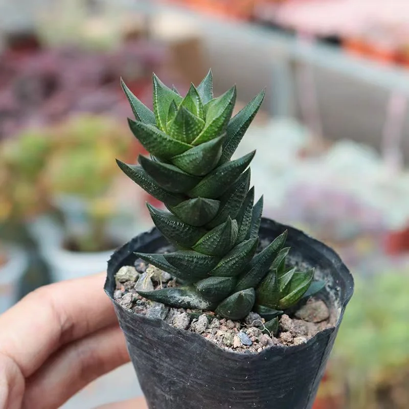hts25.Haworthia coarctata  3-4cm/ Haworthia/ Succulent plants / Garden landscape / Carefully select healthy plants