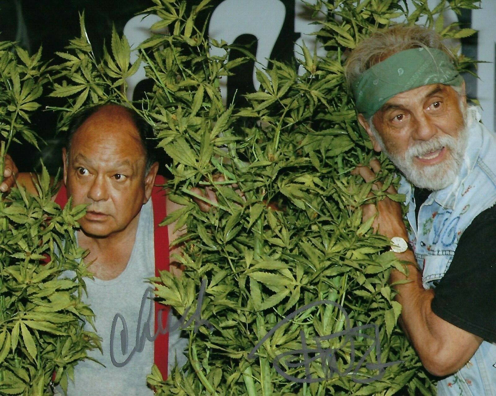 GFA Up in Smoke Movie * CHEECH AND CHONG * Signed 8x10 Photo Poster painting PROOF AD3 COA