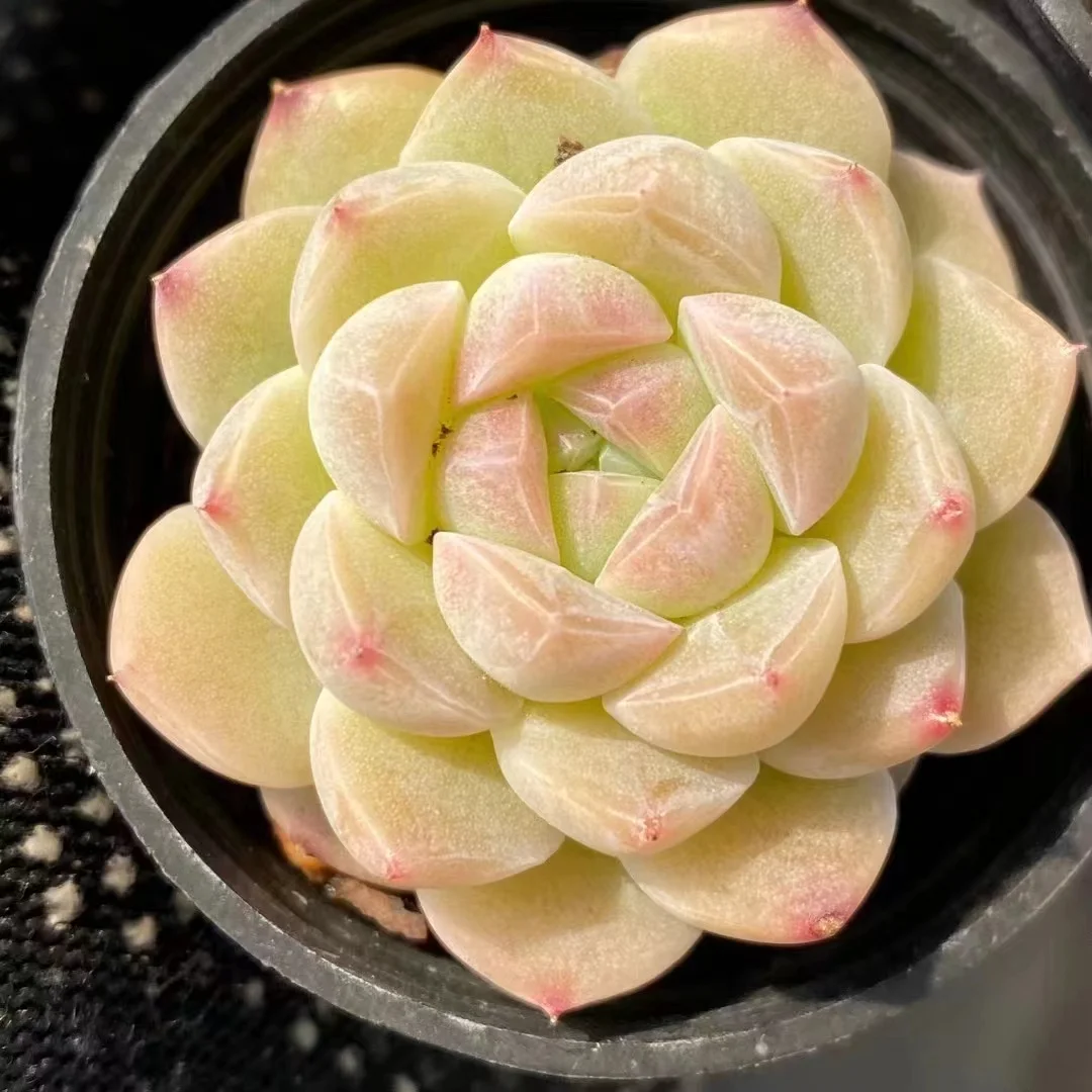 443.Echeveria Drunken appearance. single head  4-5cm/ Echeveria / Succulent plants / Garden landscape / Carefully select healthy plants