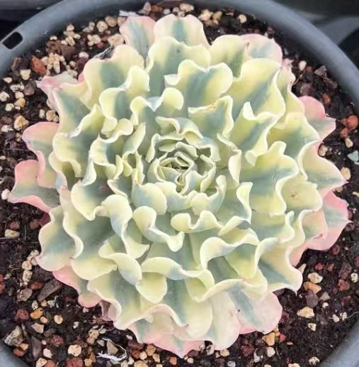 plant Aeonium Echeveria Haworthia  Caudex  Lithops Cactus  Agave 