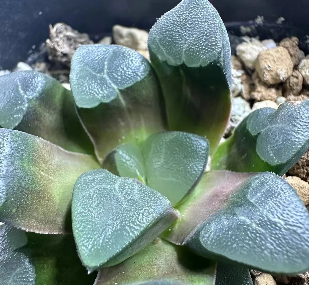 plant Aeonium Echeveria Haworthia  Caudex  Lithops Cactus  Agave 