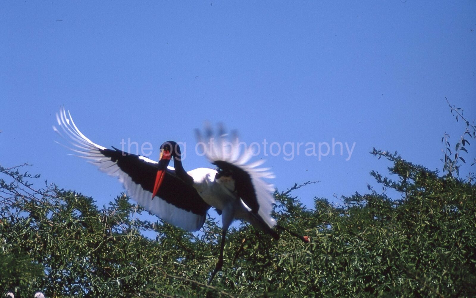 SADDLEBILL STORK 35mm FOUND SLIDE Vintage COLOR Original Photo Poster painting 111 T 3 M