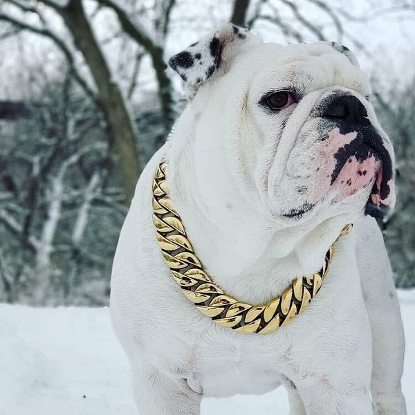 Thick Gold Chain Pets Safety Collar (Adjustable Length)