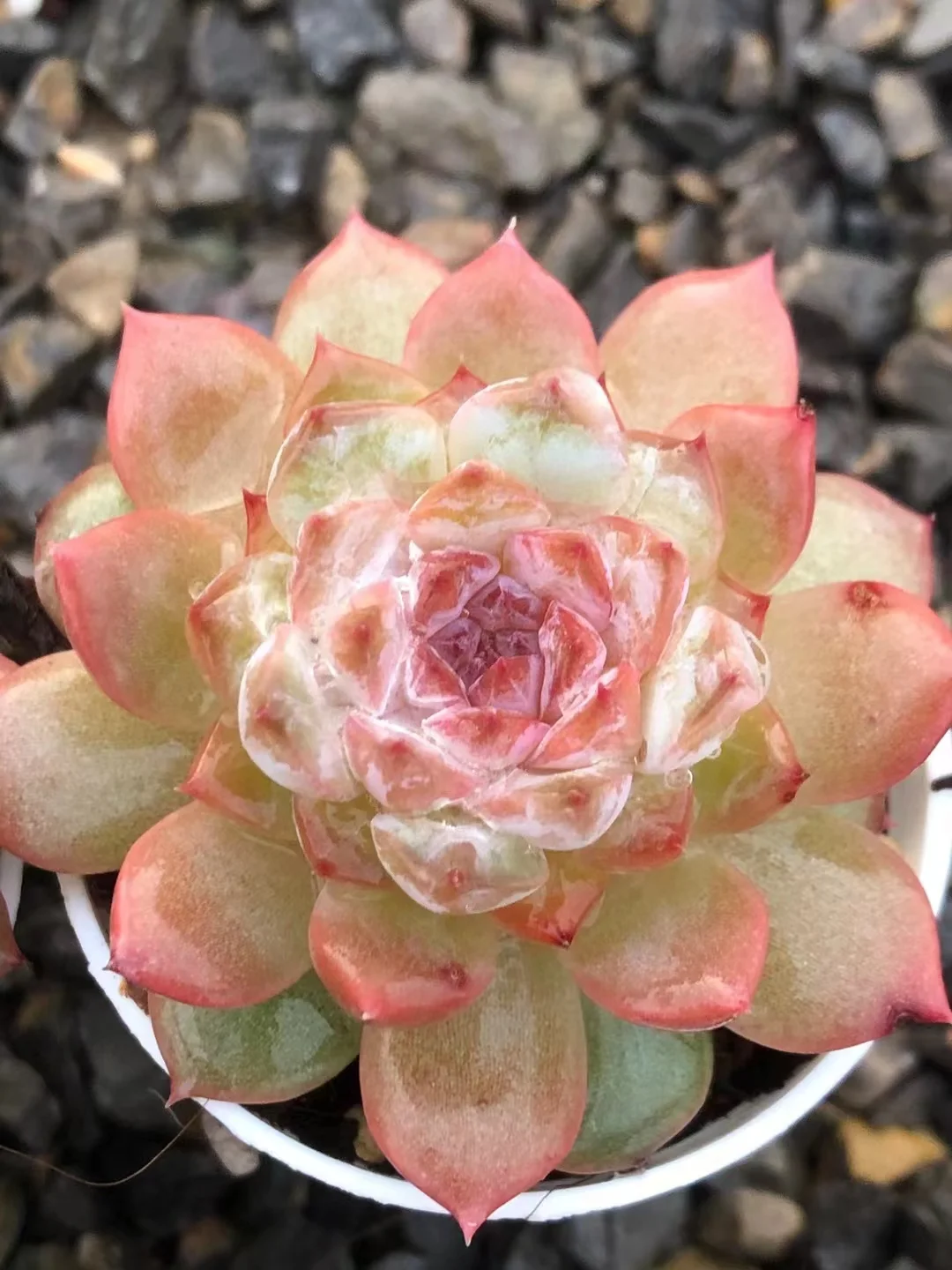 plant Aeonium Echeveria Haworthia  Caudex  Lithops Cactus  Agave 