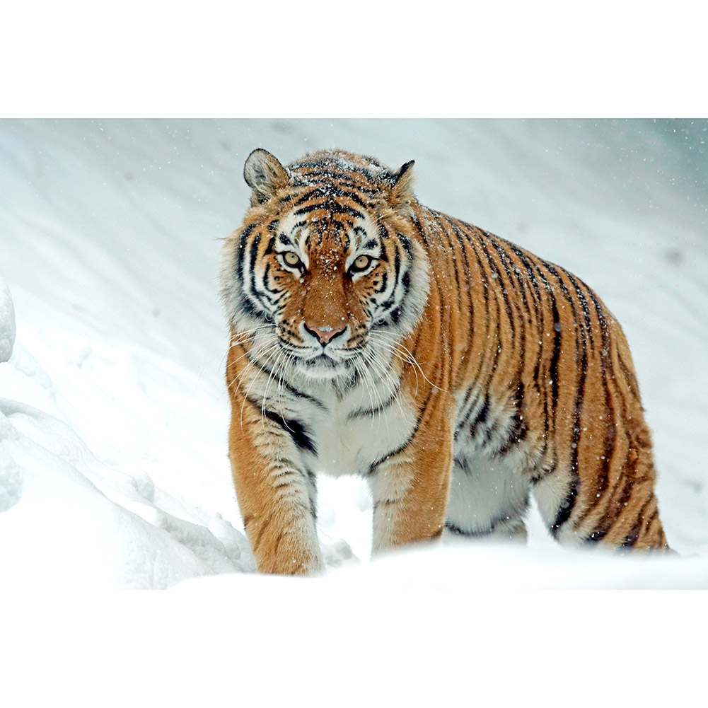 

Tiger - 1000 Pieces Jigsaw Puzzle, 501 Original