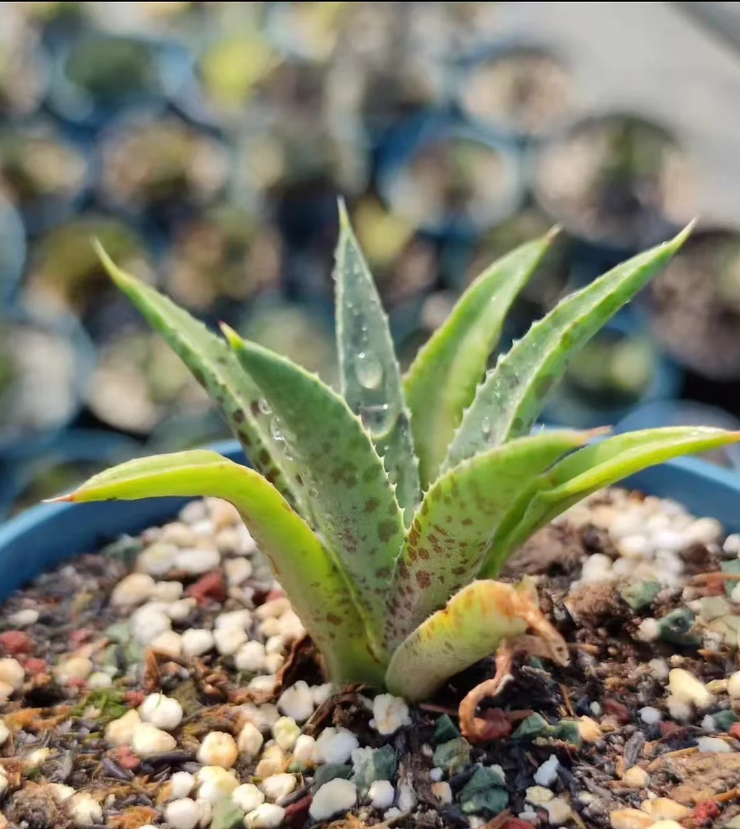 plant Aeonium Echeveria Haworthia  Caudex  Lithops Cactus  Agave 