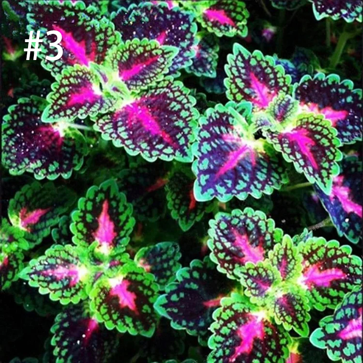 Coleus Bonsai Flower Leaf Plants Rainbow Dragon Seeds Garden