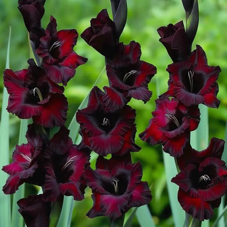 Raven&rsquo;s Embrace Gladiolus Corms🌺