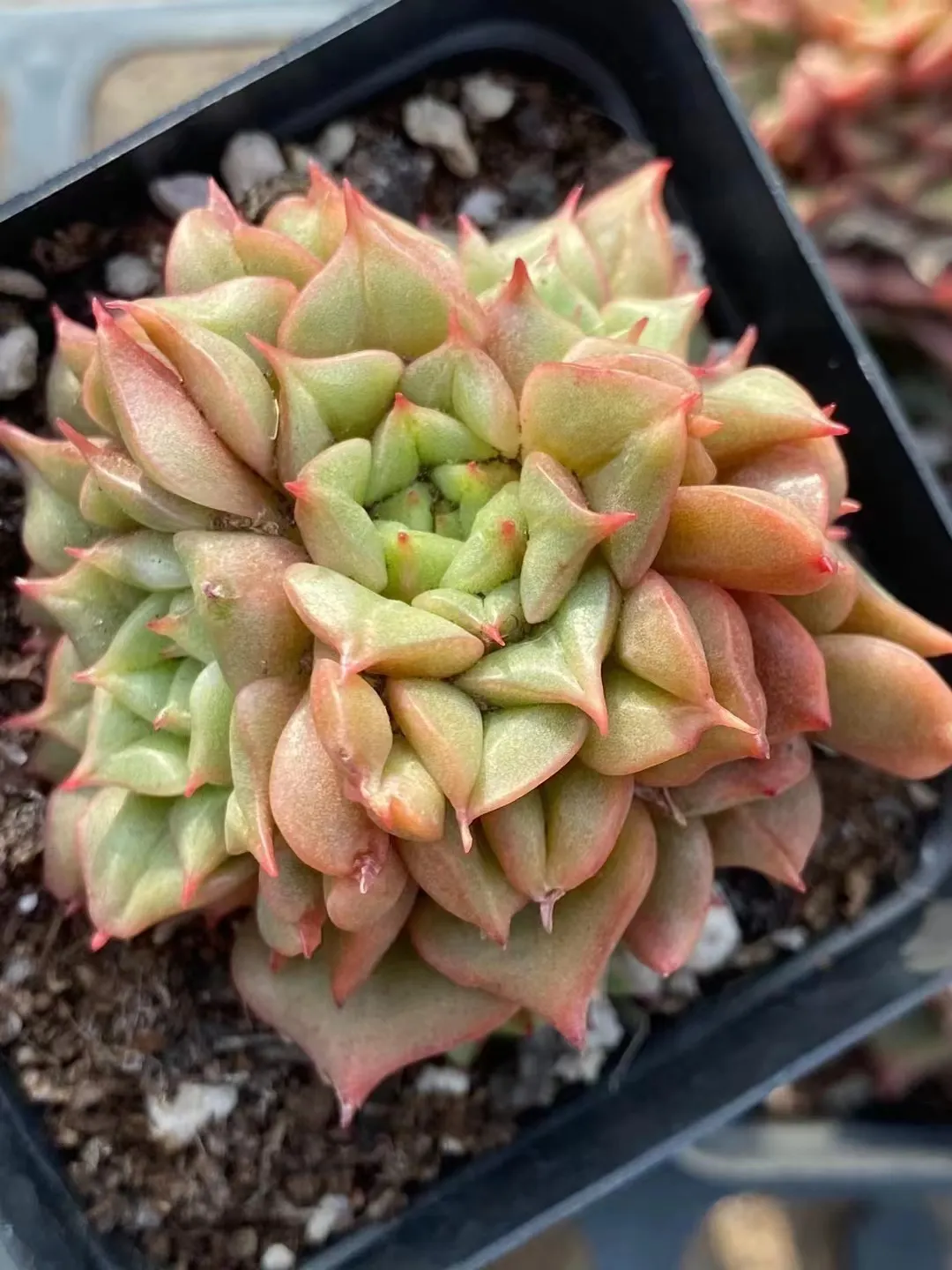 plant Aeonium Echeveria Haworthia  Caudex  Lithops Cactus  Agave 