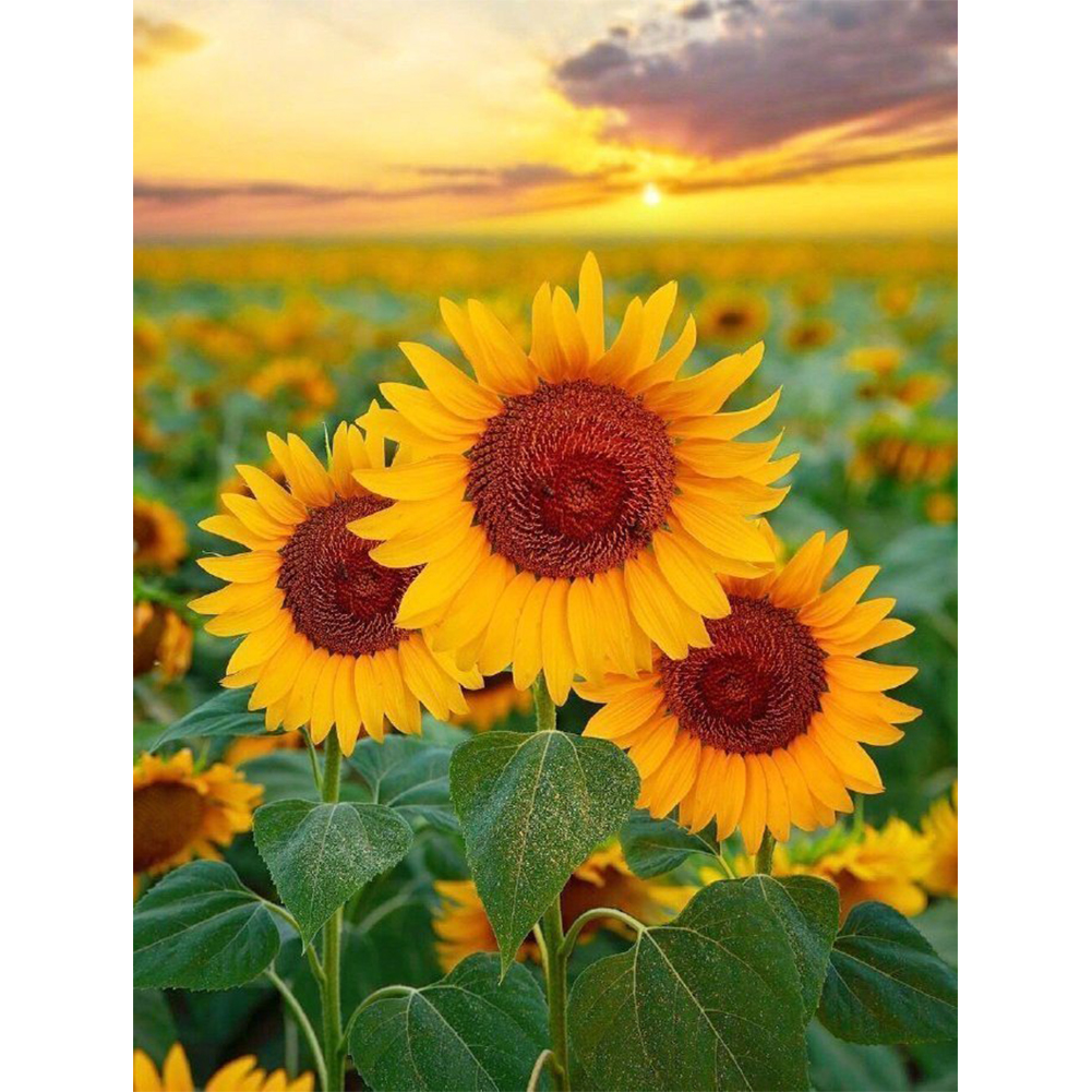 

Sunflowers - Round Drill Diamond Painting - 30*40CM, 501 Original