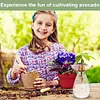 Avocado Seed Starter Vase Transparent Glass Avocado Tree Flower Vase for Balcony