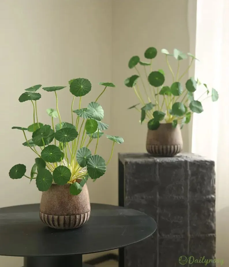 Copperleaf Seeds: Grow Your Own Luck and Prosperity! 🌿💰