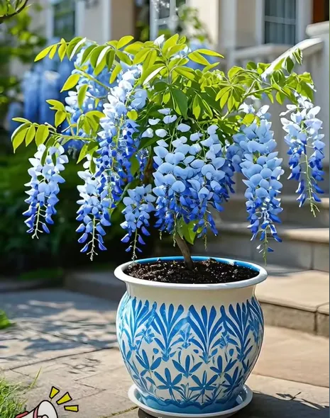 🇺🇸 Celebrate America’s 250th with Red, White & Blue Wisteria Seeds 🌸