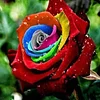 100pcs red Rose bonsai Professional bonsailing floer Plant/ Vary Colors Selection garden flowers bonsais Pot Bonsai