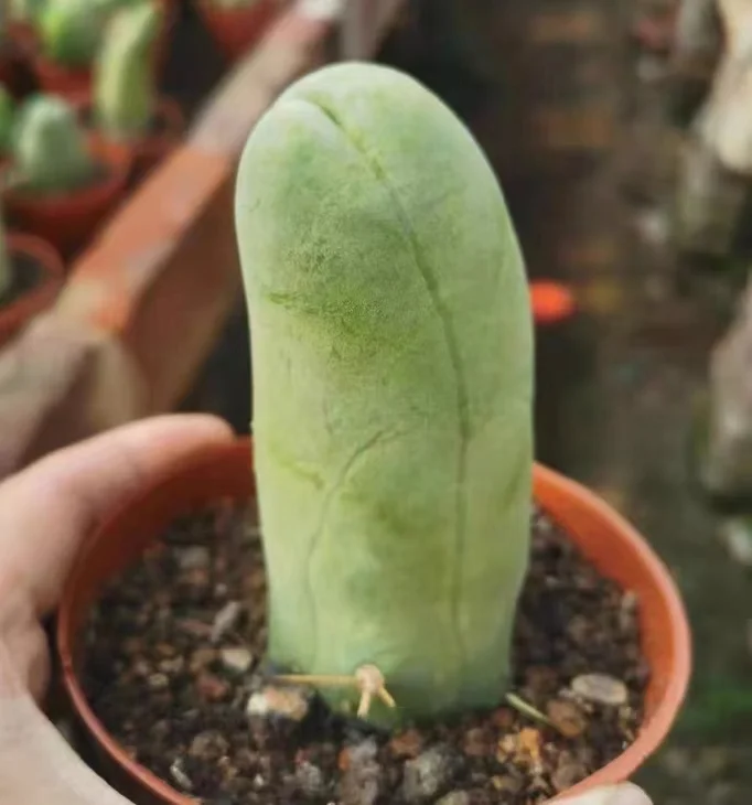 plant Aeonium Echeveria Haworthia  Caudex  Lithops Cactus  Agave 