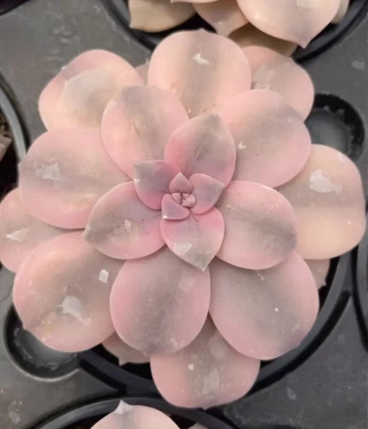 plant Aeonium Echeveria Haworthia  Caudex  Lithops Cactus  Agave 