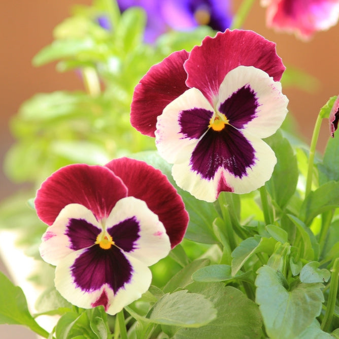 Viola Dynamic Mulberry Mix Flower | X 30 Seeds
