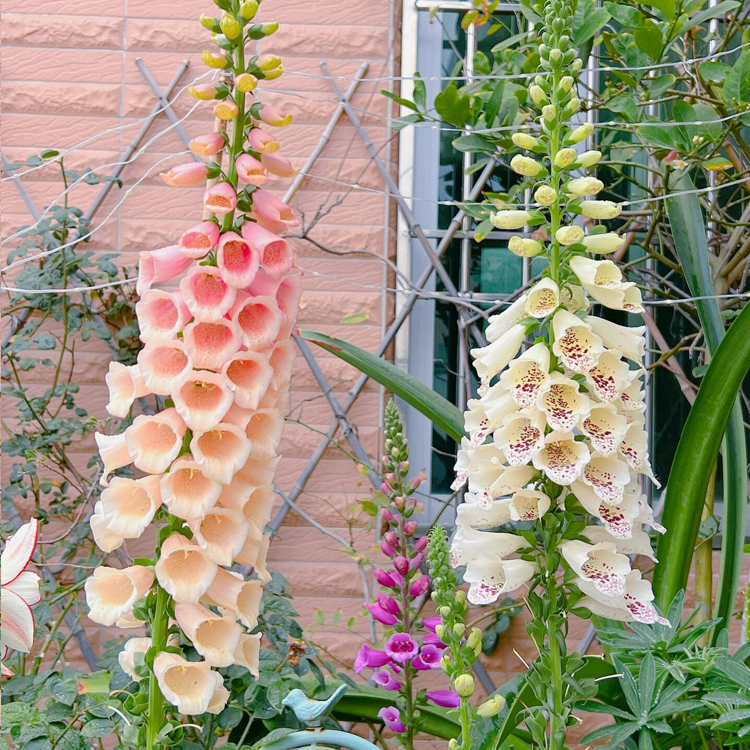 Mixed Foxglove Seeds