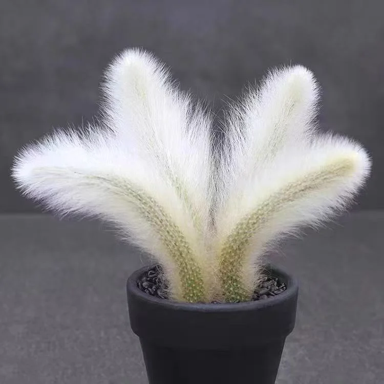 plant Aeonium Echeveria Haworthia  Caudex  Lithops Cactus  Agave 