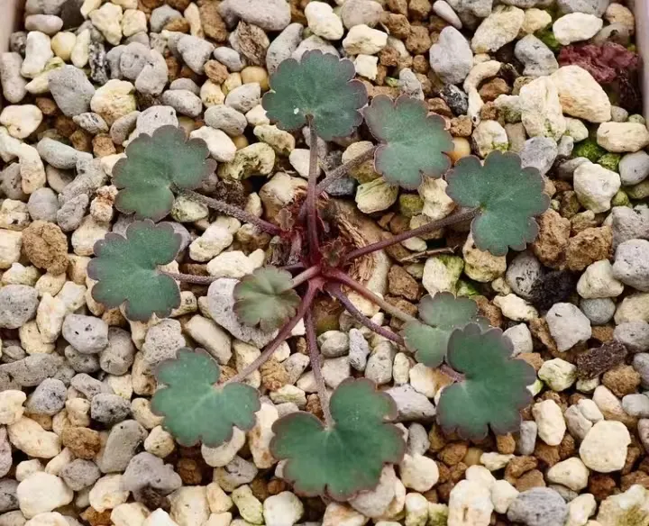 plant Aeonium Echeveria Haworthia  Caudex  Lithops Cactus  Agave 