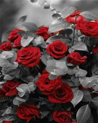 

Red Roses With Grey Leaf – Paint By Numbers - 40*50CM, 501 Original