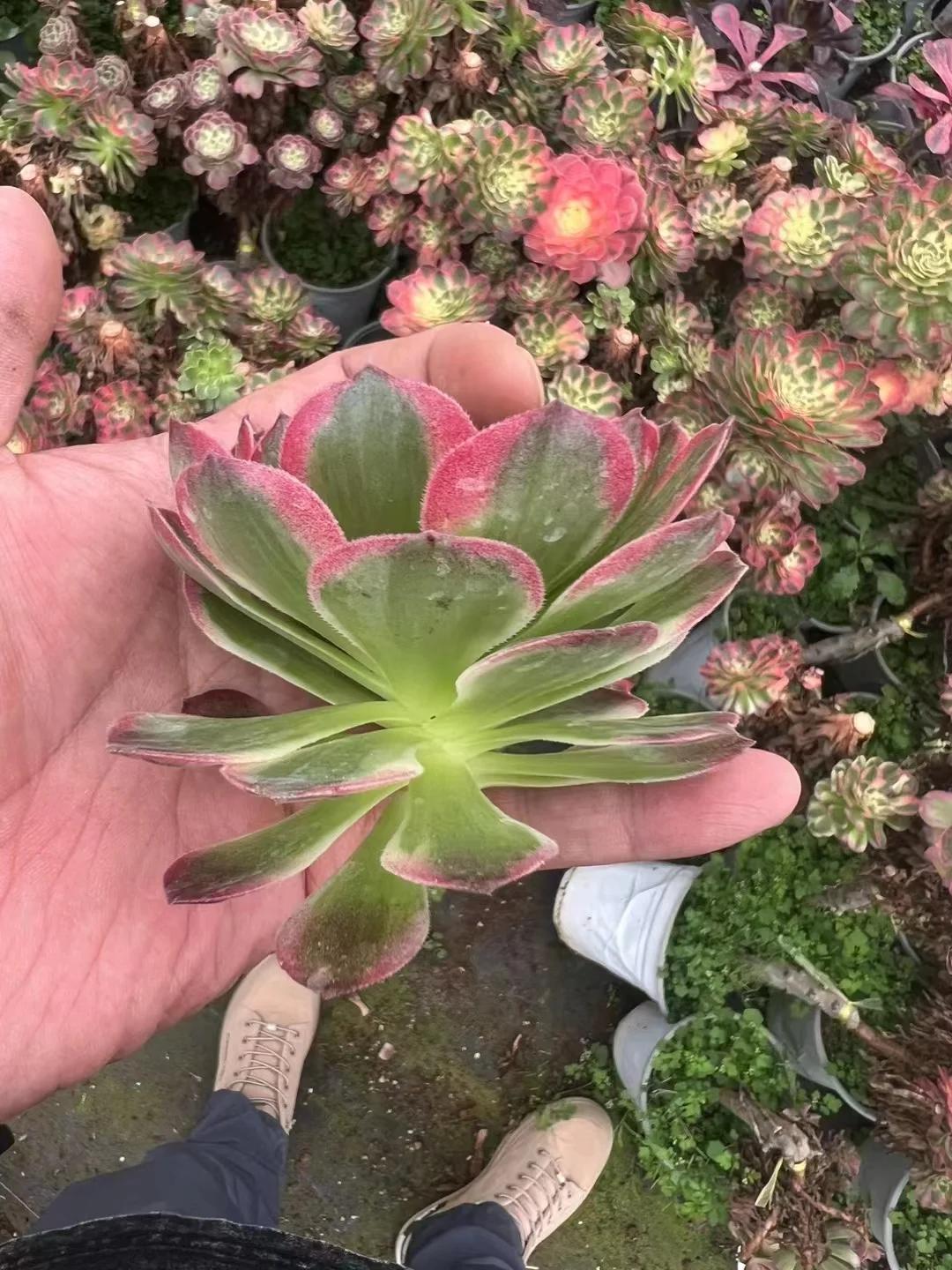 plant Aeonium Echeveria Haworthia  Caudex  Lithops Cactus  Agave 