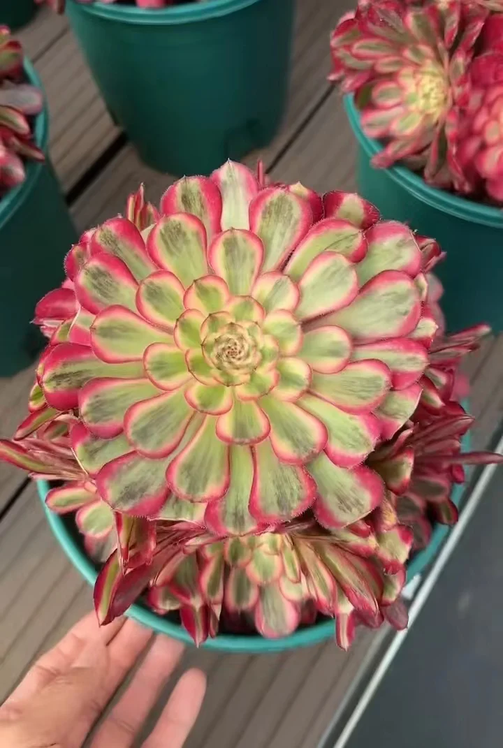 plant Aeonium Echeveria Haworthia  Caudex  Lithops Cactus  Agave 