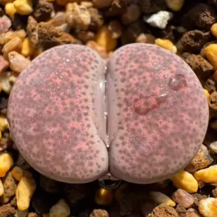 plant Aeonium Echeveria Haworthia  Caudex  Lithops Cactus  Agave 