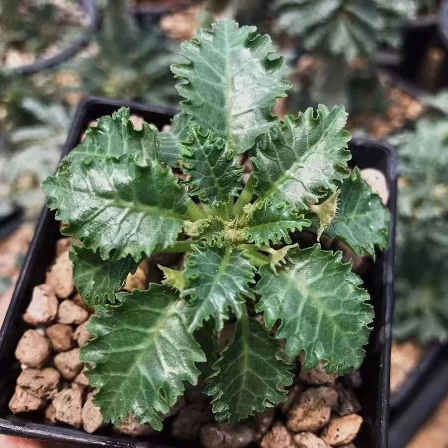 plant Aeonium Echeveria Haworthia  Caudex  Lithops Cactus  Agave 