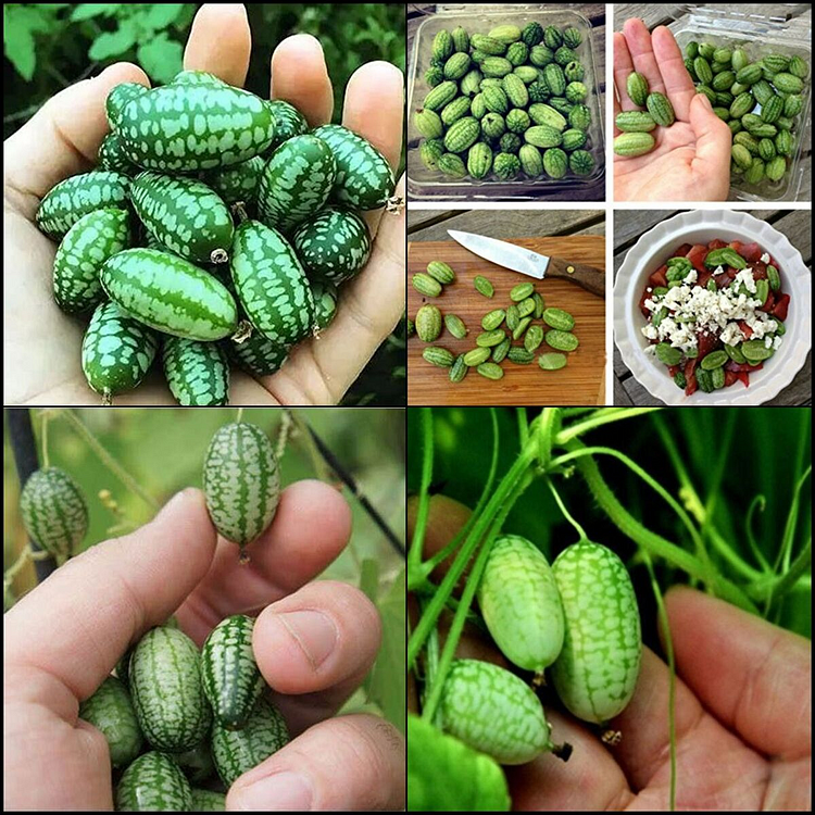 Thumb watermelon seeds: small size, big fun, open up a new experience of mini planting
